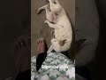 #bollywood #hindisong #song #love #food #cat #dog #dj #animallovers #lovesong #streetdog