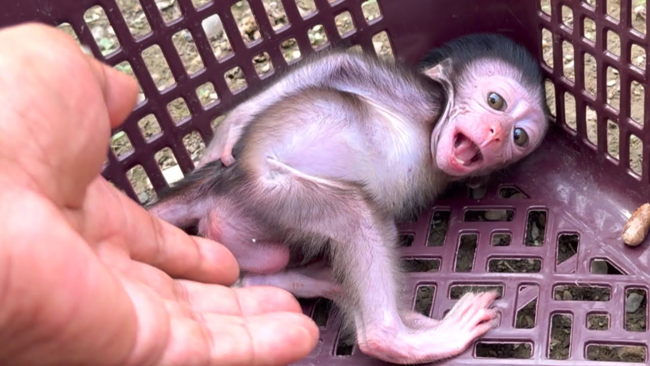 baby luci tantrum… until I picked her up