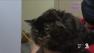 Adopters needed as Hamilton County Animal Shelter fills up