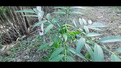 Cóc thái bị trùng đọt cách khắc phục mau lên đọt non