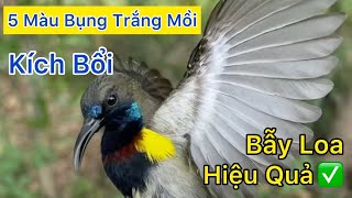 Tiếng Hút Mật 5 Màu Bụng Trắng Mồi - Gọi Chim Bổi - Âm Thanh Dùng Đi Bẫy Dụ Bổi Về Nhanh