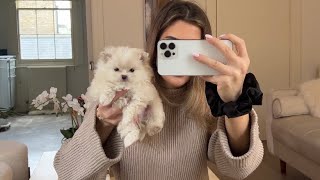 5 week update - My Pomeranian had a puppy! by Mello The Teacup 37,526 views 1 year ago 10 minutes, 39 seconds