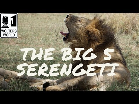 Safari Travel - How to See "The Big 5" in the Serengeti National Park