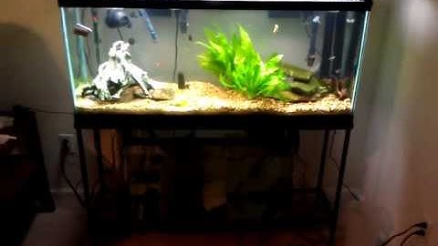 300 gph DIY Overflow and 29 gallon Sump Test #1