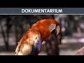 Ick und die Berliner - Doku (ganzer Film auf Deutsch) - DEFA