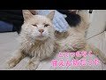 片目の見えない猫を保護したその後 2024年総勢保護猫20匹と過ごしました