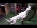 Dogo Argentino "Mata" Level 4 Protection Dog!