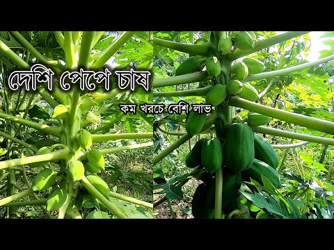 ভিডিও: কো-অপেপে ডায়াবলো 3 কীভাবে খেলবেন