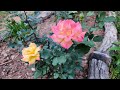 Two month update on my bare root walmart roses that i planted in february im impressed