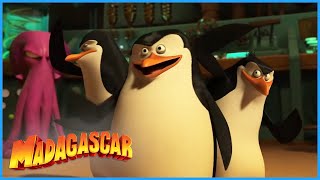 DreamWorks Madagascar | Messed With The Wrong Birds | Penguins of Madagascar Clip