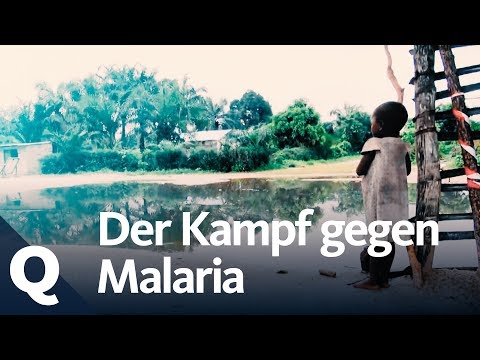 Video: Spinatkrankheiten Und Der Kampf Dagegen