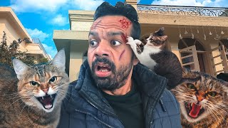 4 Cats Attacked US !!