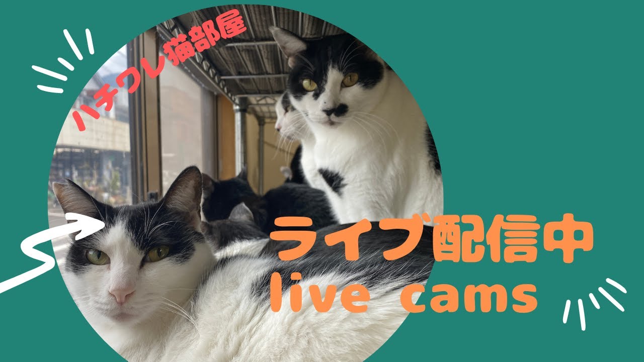 窓際を眺める白黒猫カメラ　地震の起きる前に反応します
