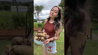 What I Learned From Growing Potatoes 🥔 In Bags 🤔 #growyourown #growyourownfood #gardeningvideos