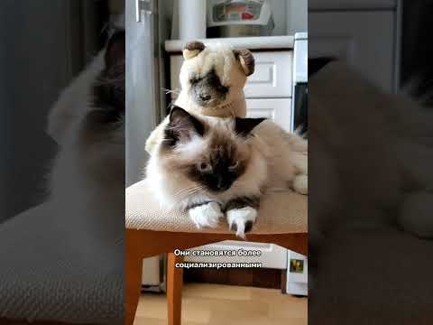 В каком возрасте можно брать котенка