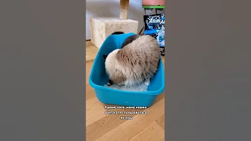 В каком возрасте можно брать котенка