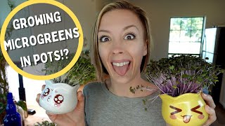 How to Grow Microgreens at Home in CUTE Pots!!