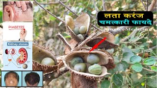 मधमह पथर बवसर चरम रग गजपन नशक चमतकर जडबट लतकरज कट कज Caesalpinia Bonducella