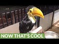 From birth to adult: Toco the Toucan grows up!