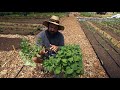 Let's Plant Sweet Potatoes