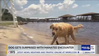 Dog comes facetoface with manatees in Orange Beach