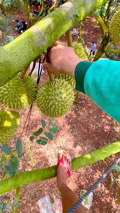 Tropical Fruit Farming Safely Cutting Durian