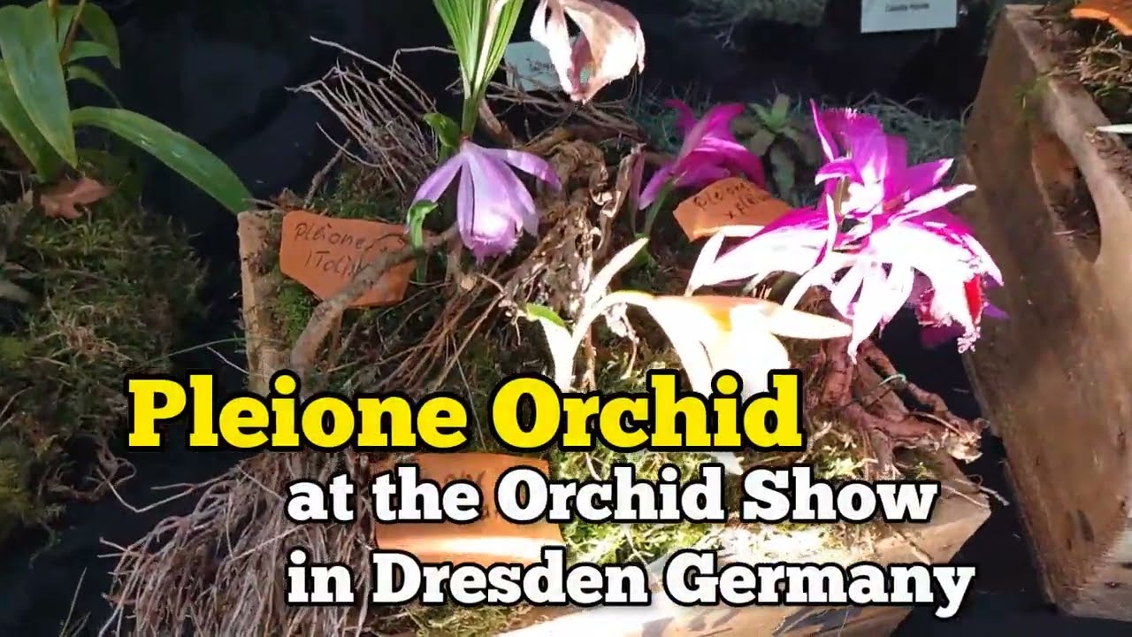 Pleione Orchid at the Orchid Show in Dresden Germany