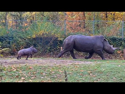 Neushoorntje zet eerste stapjes buiten ?