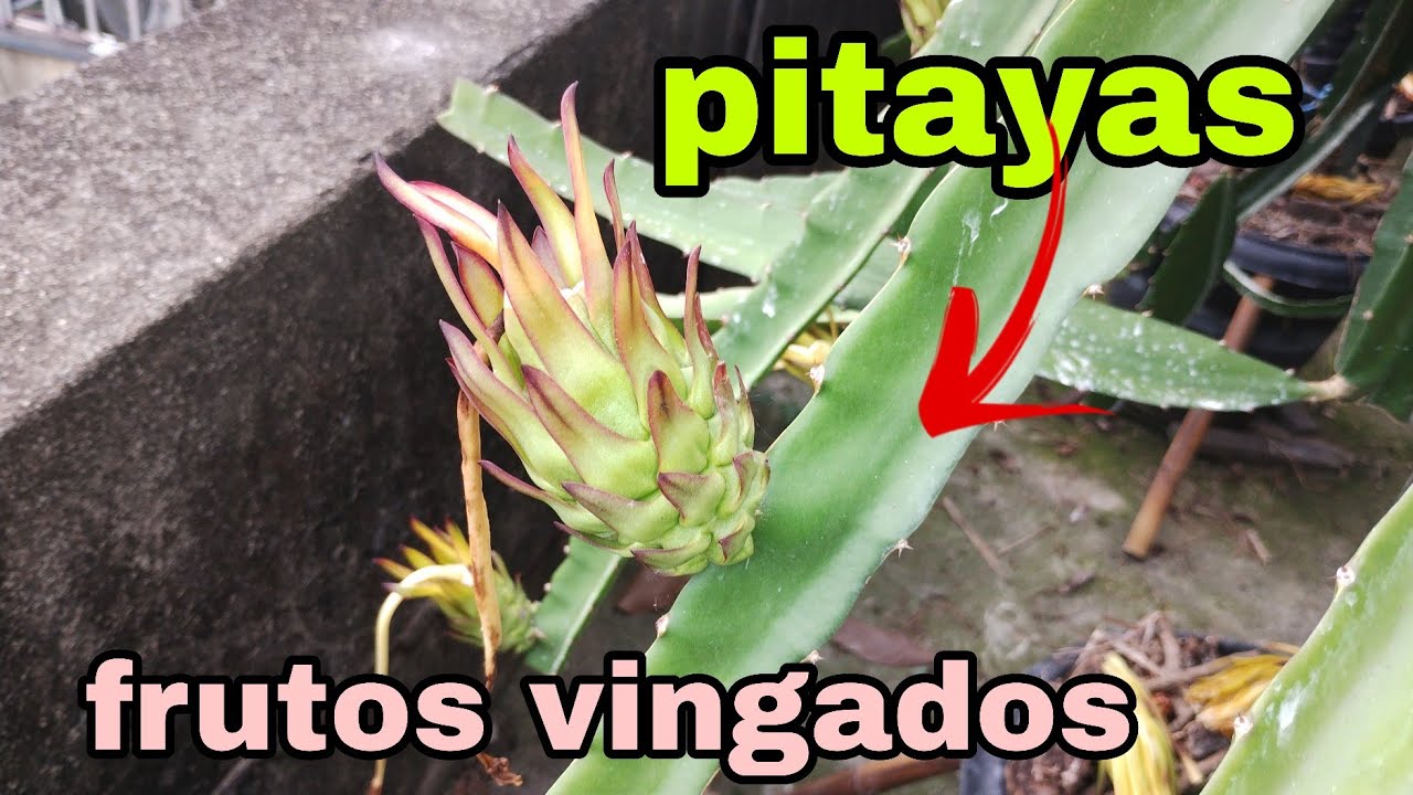 Pitayas, atualização dos frutos#30