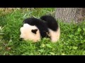 Sharing Cute baby panda tumbling (video) Love