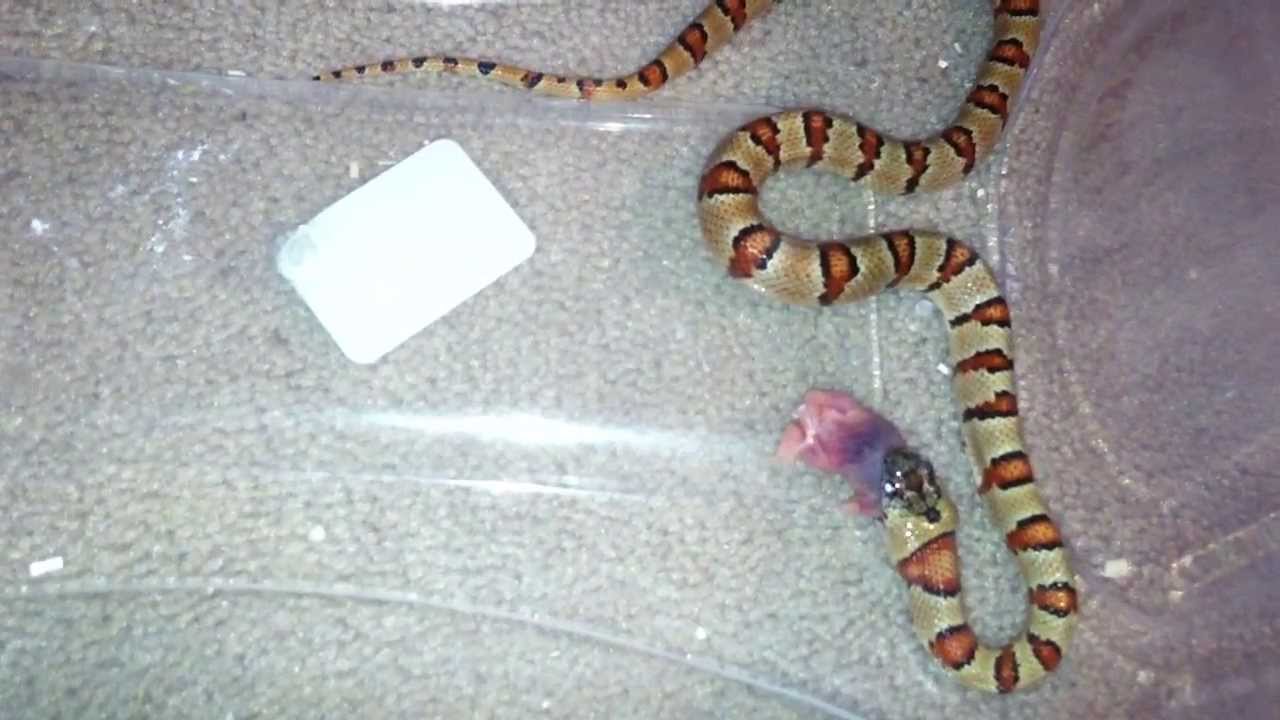 Thayeri king Snake eating a mouse - YouTube