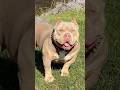 Power ma hum pitbull attitude #short Pitbull attitude #short #like 🤬 💯 🤬💯