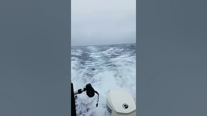 Orca chasing boat