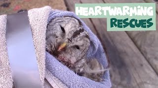 Adorable Animal Rescues Caught on Camera | Cute Animals