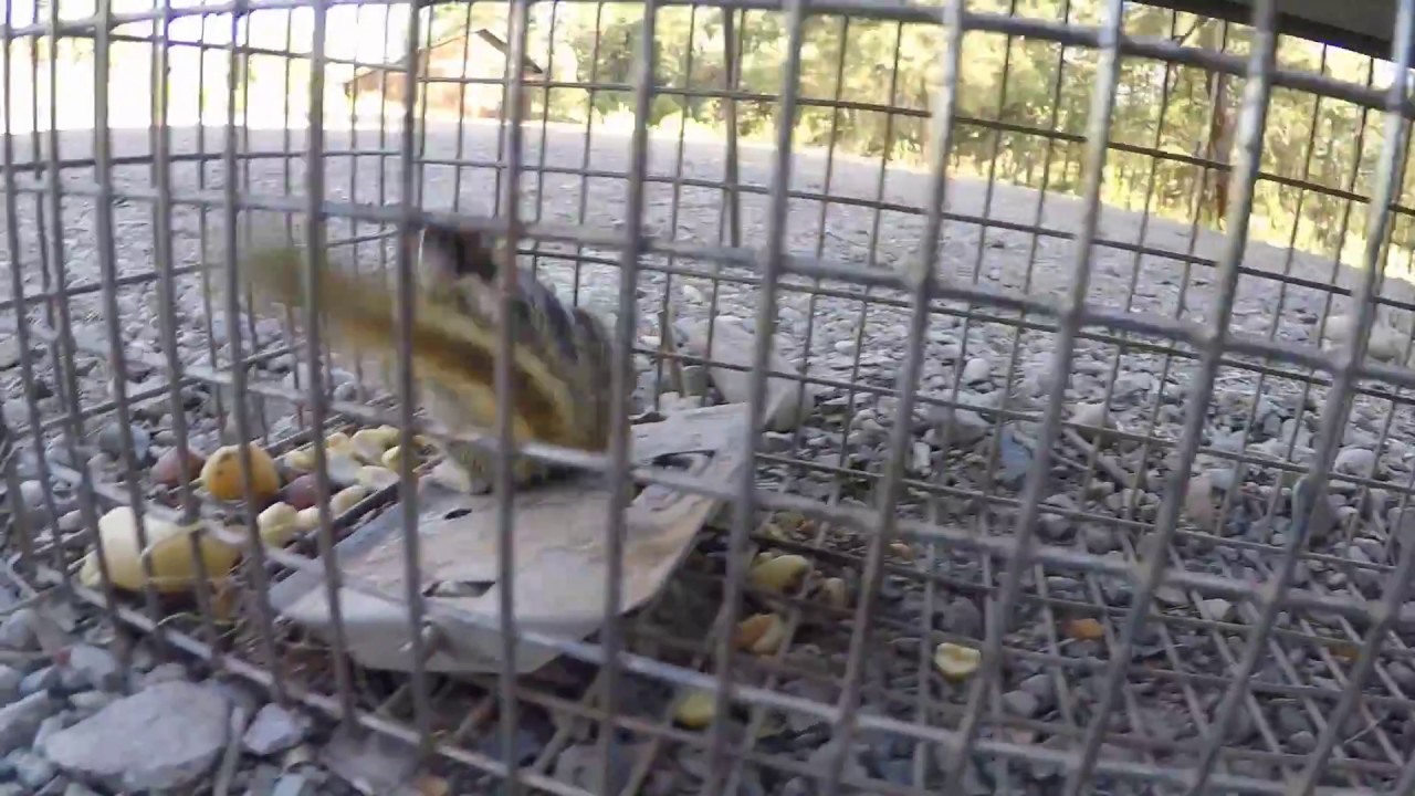 chipmunk traps chipmunk traps