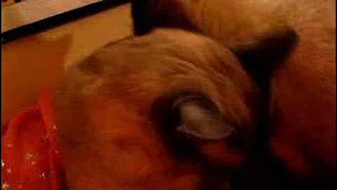Video 11883081: siamese cat, cat cleaning