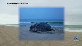 1st-ever leatherback turtle nesting in Va. found in VB screenshot 2