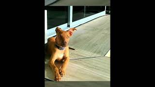 Happy Dogs - La Casita De Lula, Mendoza, Argentina