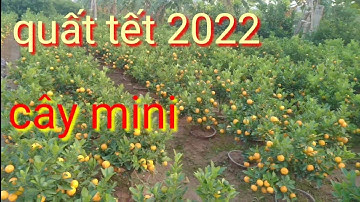 Quất cảnh tết cây mini bán quất tết 2022 giá rẻ tại vườn