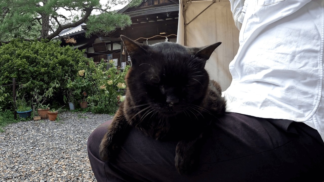梅宮大社　ベンチに座って休憩しようとしたら、黒猫マコちゃんが「膝の上に乗せろ！」と返事する間も与えずに上がってきた