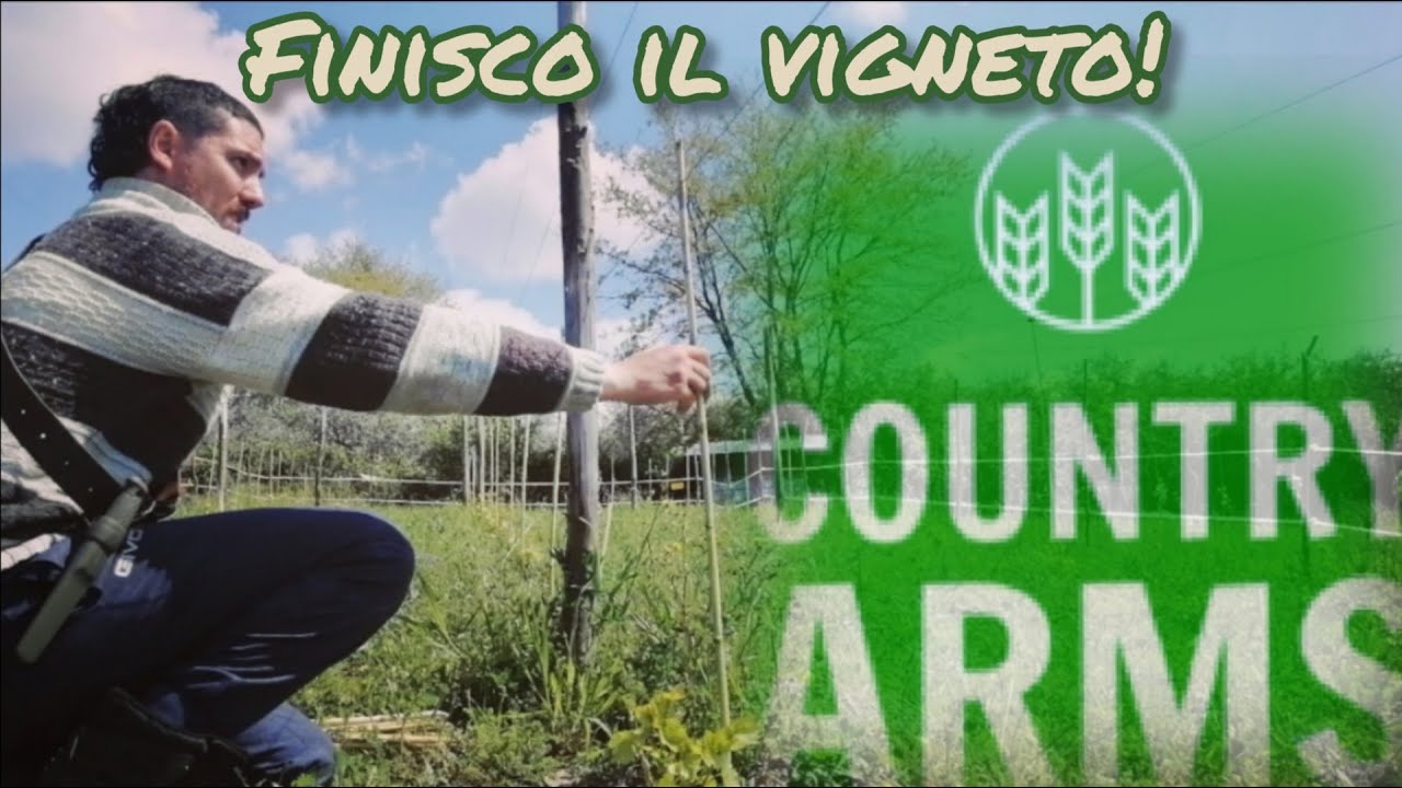 Fare un vigneto: metodo tradizionale.