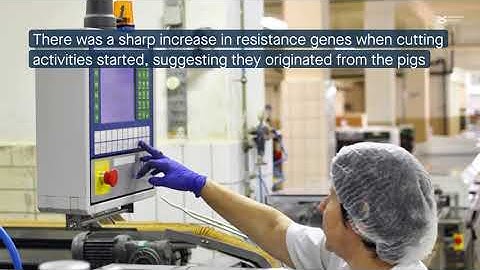 Microbial colonization and antimicrobial resistance dynamics in a new pork processing plant