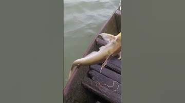 #Shorts / Câu cá kết cá dứa quá phê miền tây sông nước #KiềmRapper