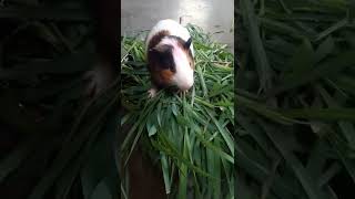 Download Lagu Guinea pig short #video17 MP3