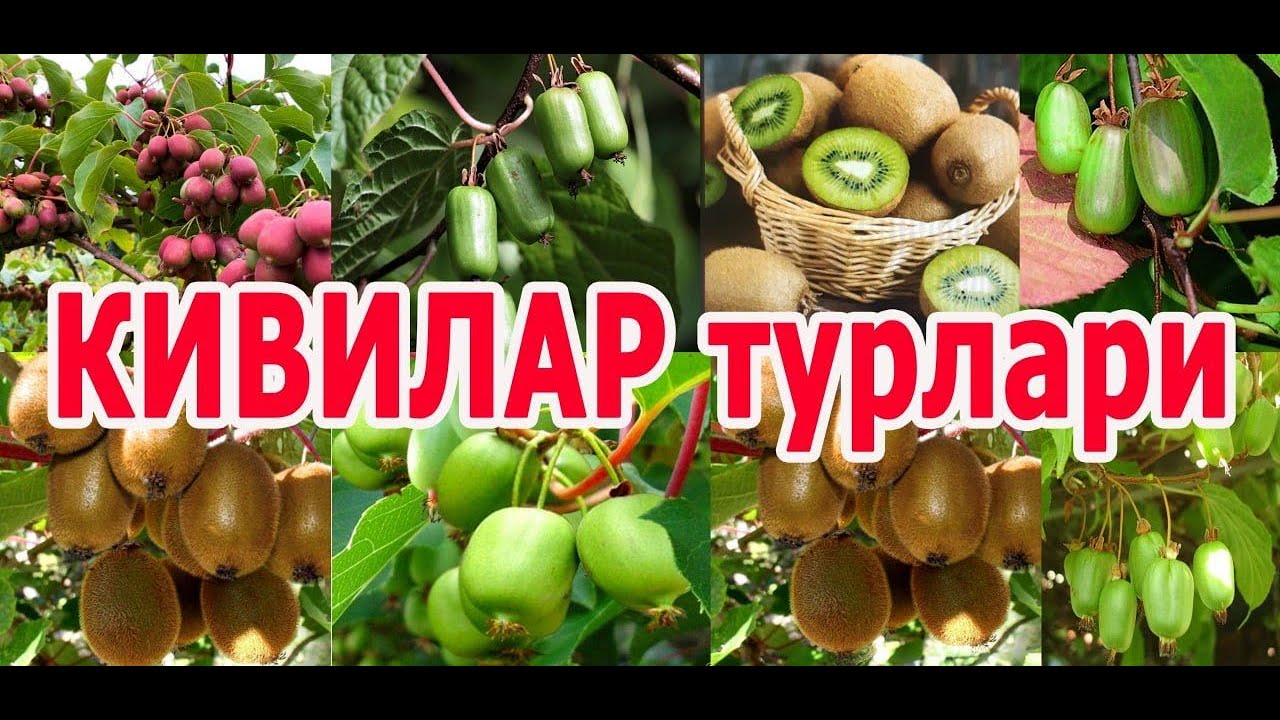 Киви кўчатлари турлари.Хар хил жойларга экилган кўринишлари.(99) 700 40 40