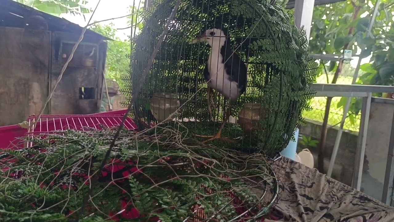 2 វិច្ឆិកា 2025