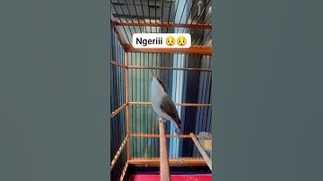 lange gacorrool trotol petulak dragend #masteranmuraibatu#birds #kicaumania #petulak dragend