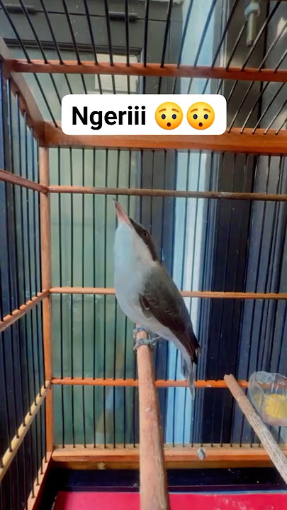 jinjing petulak trotol gacorrool panjang #masteranmuraibatu#burung #kicaumania #jinjingpetulak