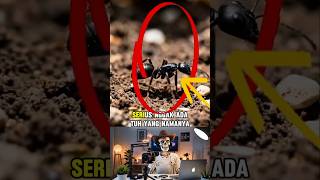 “Semut Gak Pernah Tidur?! Ini Faktanya 😱”