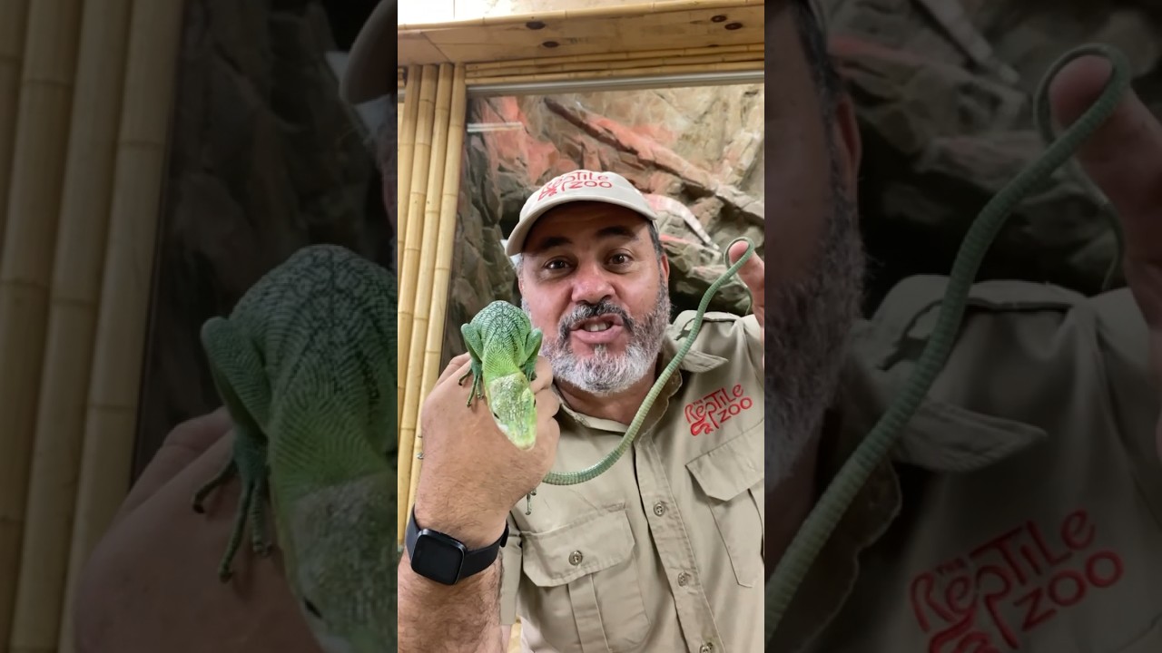 This is called a Green Tree Monitor🤩 He’s beautiful🙌